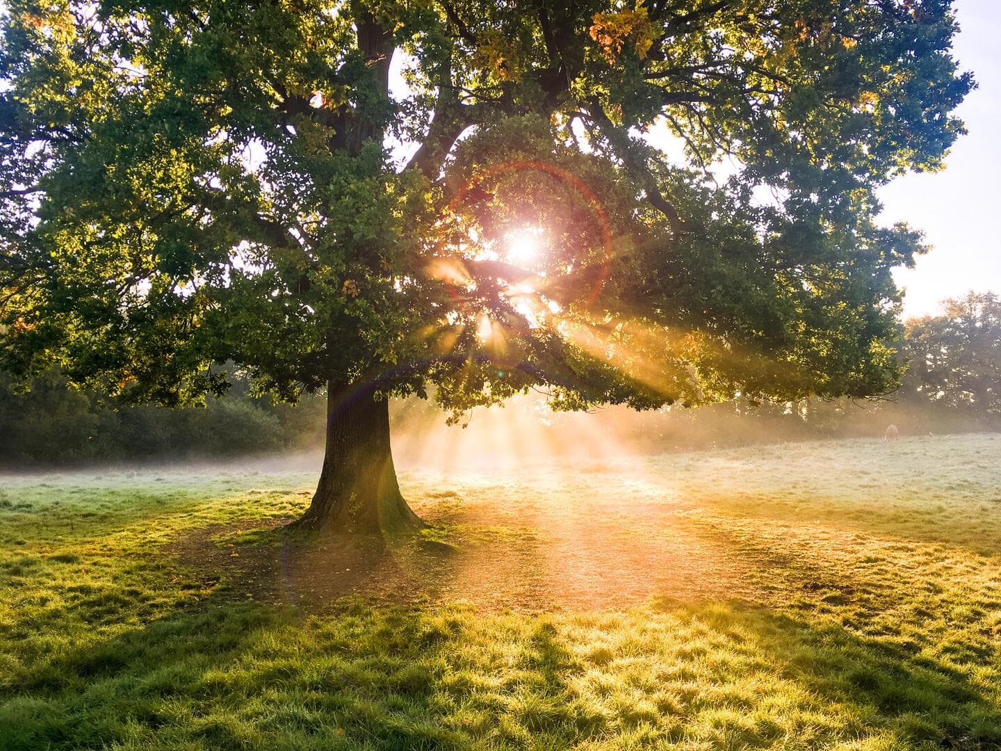 Oak tree with sunbeams and morning mist